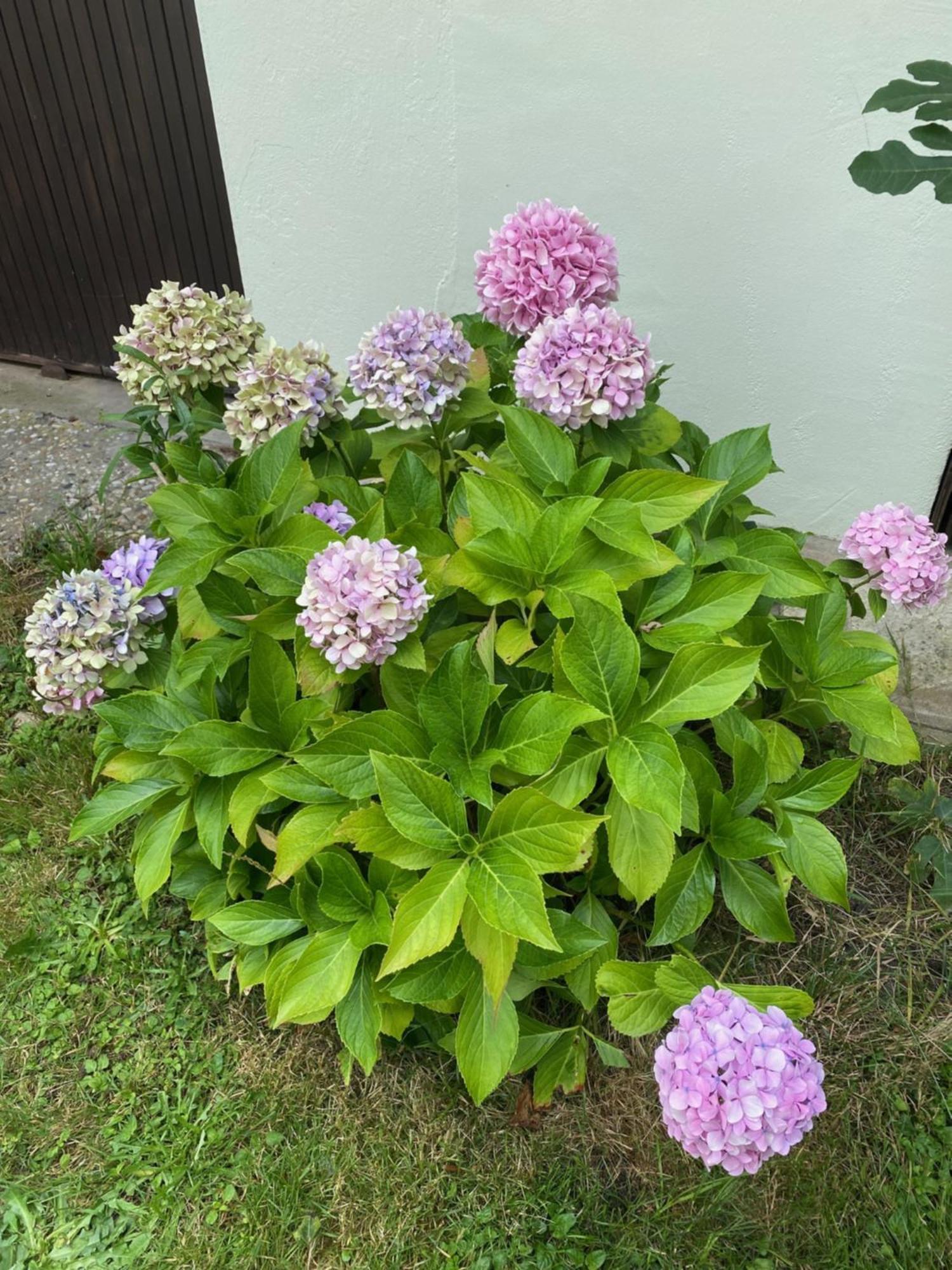 Apartment Avec Jardin